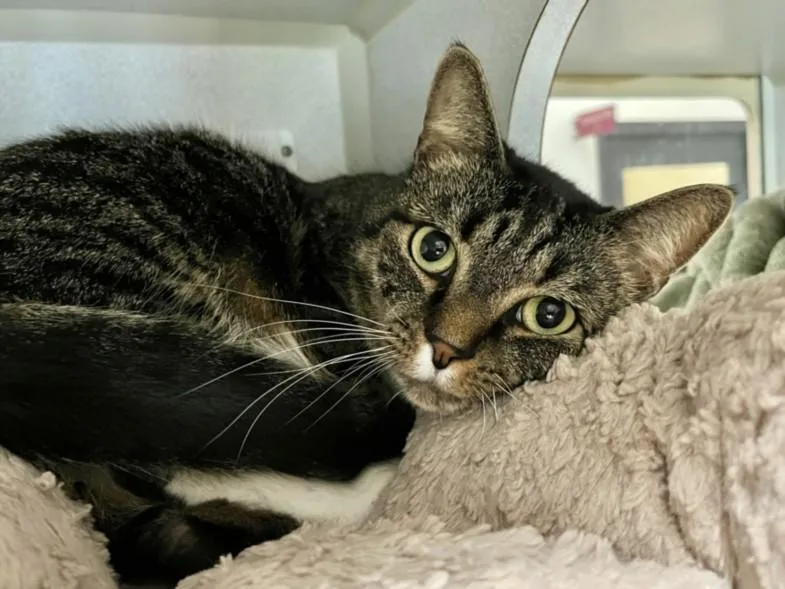 An adult medium-sized male Domestic Short Hair cat named Gerald for adoption in Chapel Hill, NC