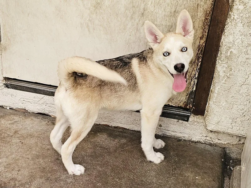 A baby medium-sized male Husky dog named Gourley for adoption in Mission Viejo, CA
