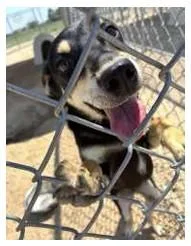 A young small-sized female Miniature Pinscher dog named Angel for adoption in Loveland, CO