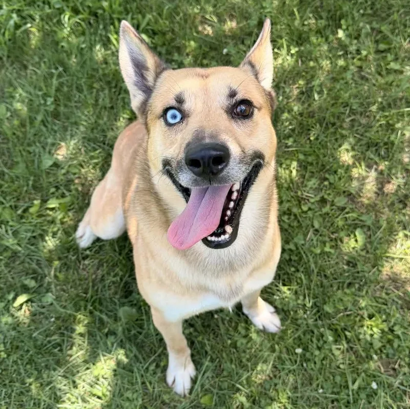 An adult medium-sized male Yellow / Tan / Blond / Fawn Husky dog named Pogo for adoption in Valparaiso, IN