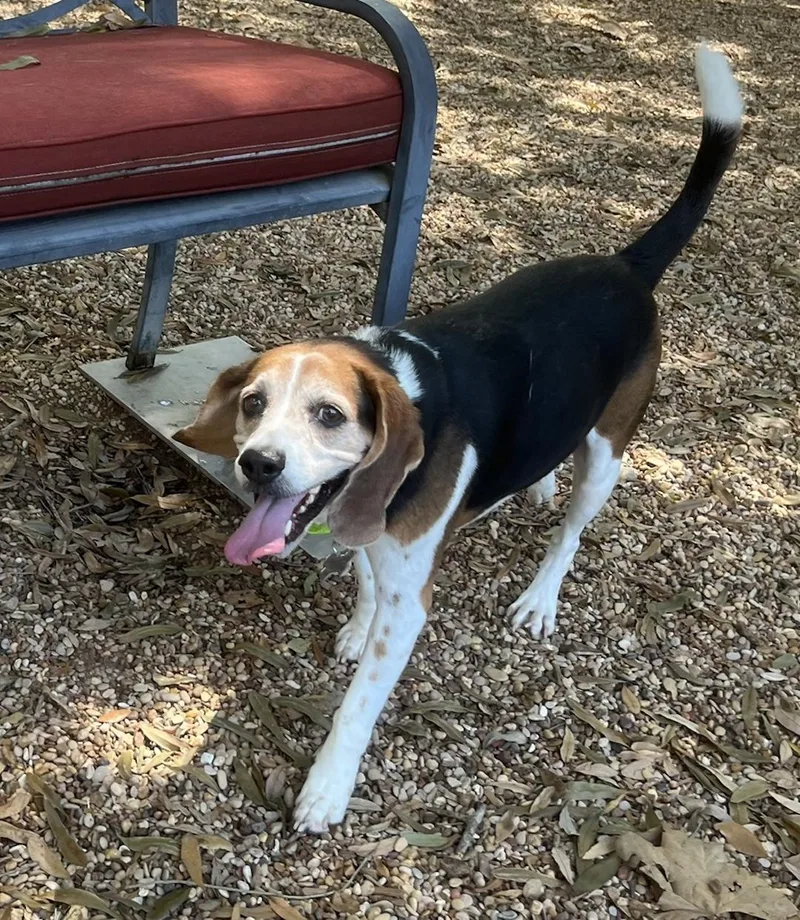 An adult medium-sized male Beagle dog named Kovi for adoption in Tomball, TX