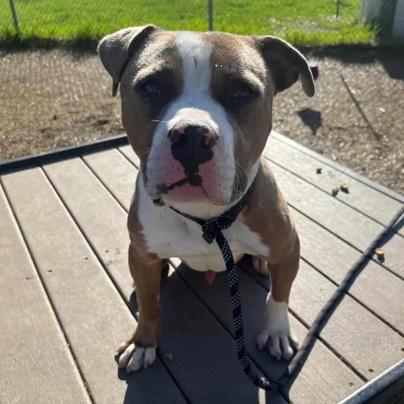 An adult medium-sized male Brown / Chocolate Pit Bull Terrier dog named Chopper ~ Coming Soon!!! for adoption in Chicago, IL