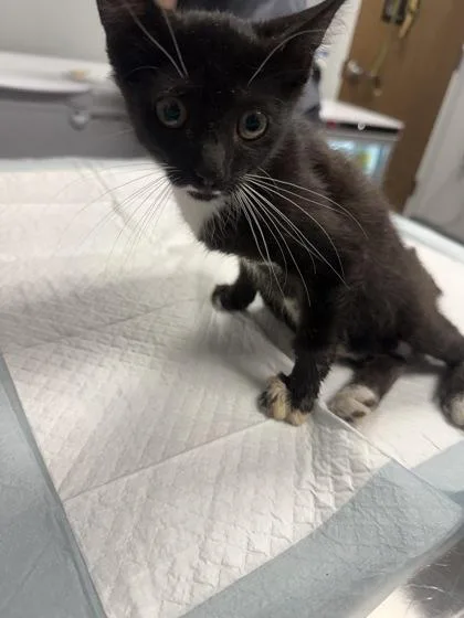 A young small-sized female Domestic Short Hair cat named b Velma for adoption in North Charleston, SC