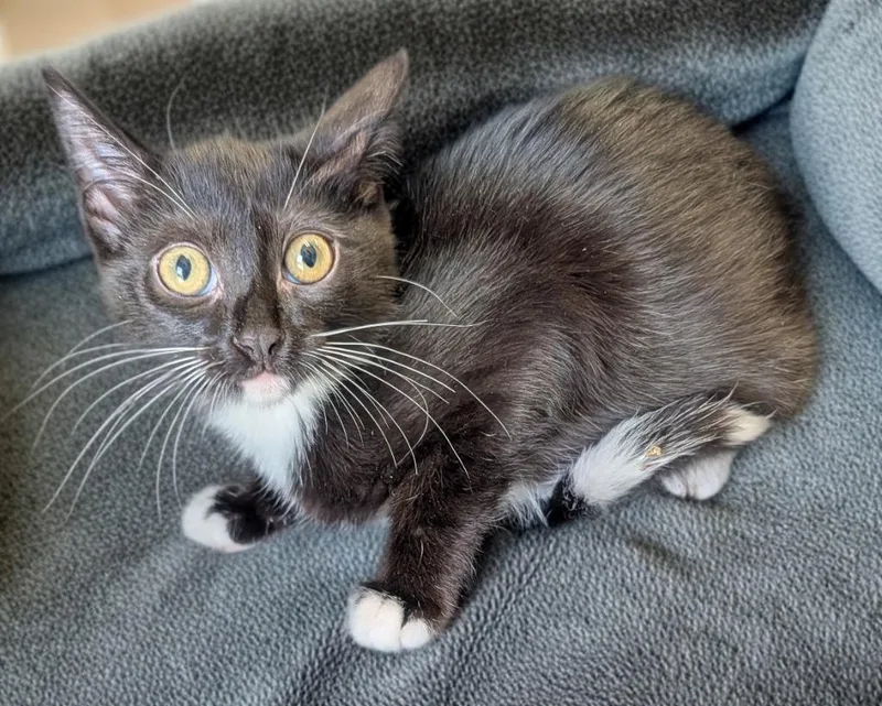 A baby small-sized female Abyssinian cat named Kona for adoption in Fort Myers, FL