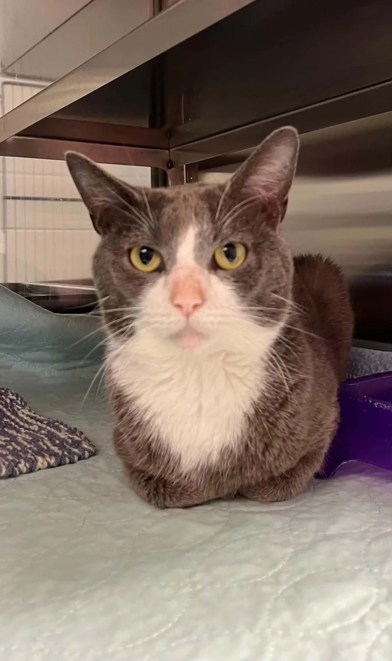 An adult medium-sized male Domestic Short Hair cat named Chip for adoption in Moundsville, WV