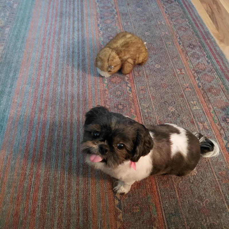 A young small-sized female Black Shih Tzu dog named Dora for adoption in Union Grove, WI