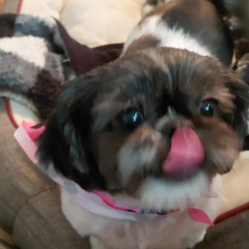 Dora thumbnail 2