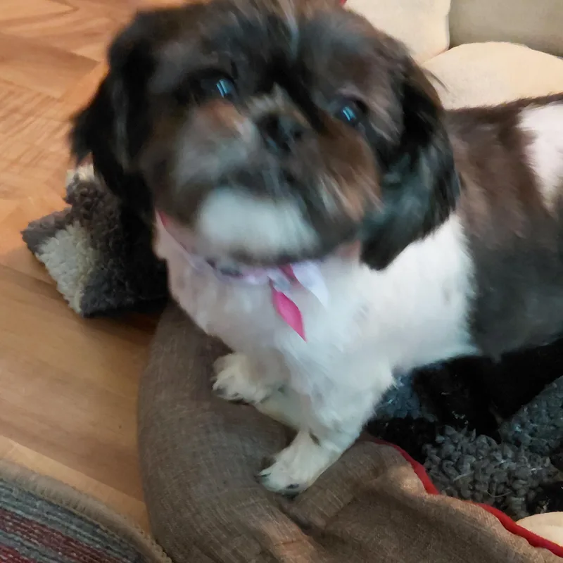 Dora thumbnail 3