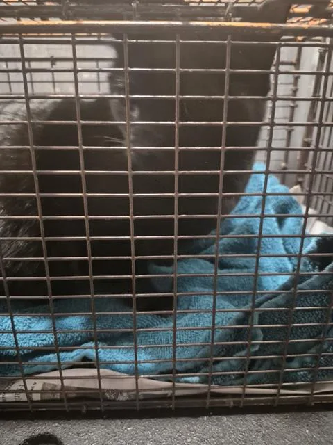 An adult large-sized female Domestic Short Hair cat named Gilmore for adoption in San Antonio, TX