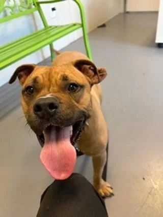 An adult large-sized male Tricolor (Brown, Black, & White) Boxer dog named Viper for adoption in Winter Haven, FL