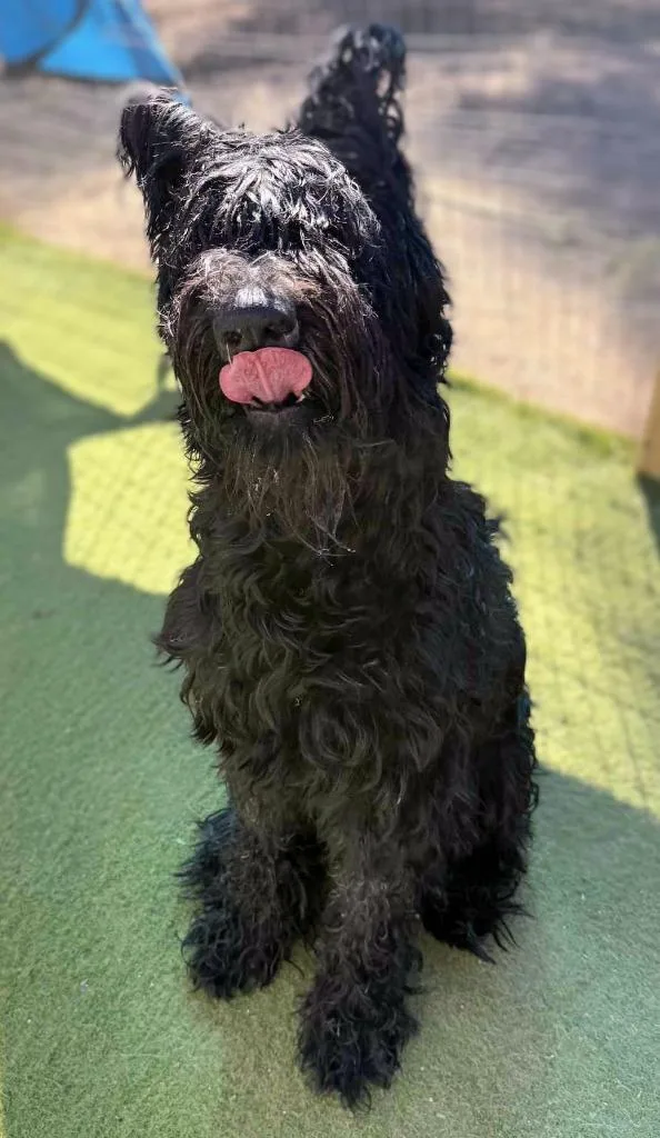 An adult large-sized male Bouvier des Flandres dog named Atlas for adoption in San Diego, CA