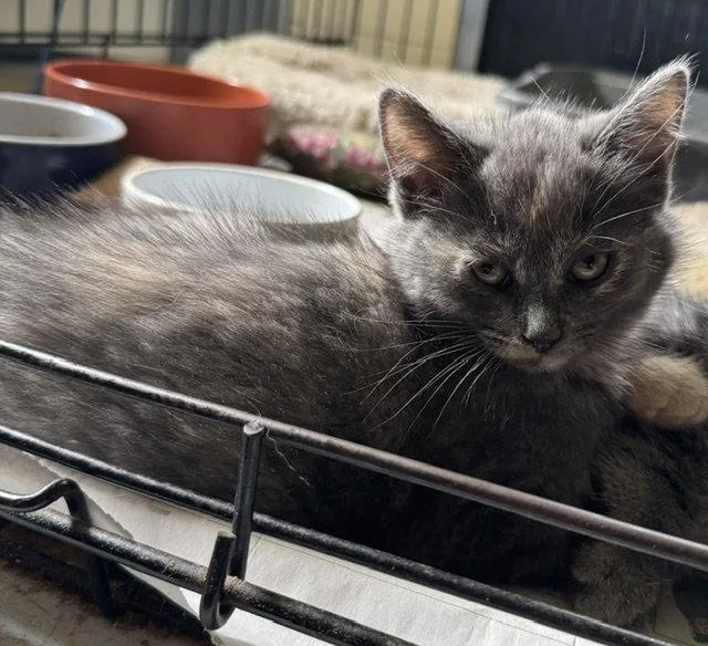 A young medium-sized female Domestic Medium Hair cat named Diane for adoption in Apollo, PA