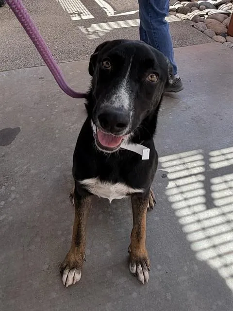 A young large-sized male German Shepherd Dog dog named Wallaby for adoption in Phoenix, AZ