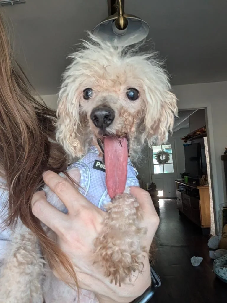 A senior small-sized male White / Cream Miniature Poodle dog named Gene Simmons MA for adoption in Bryan, TX