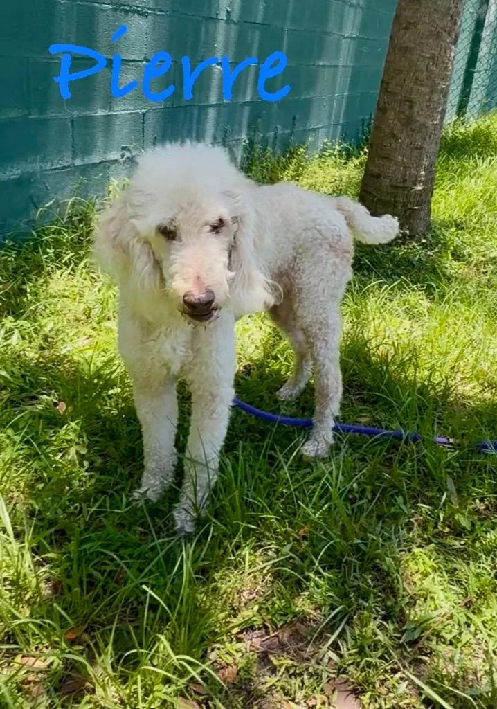 An adult medium-sized male Poodle dog named Pierre for adoption in Fort Pierce, FL