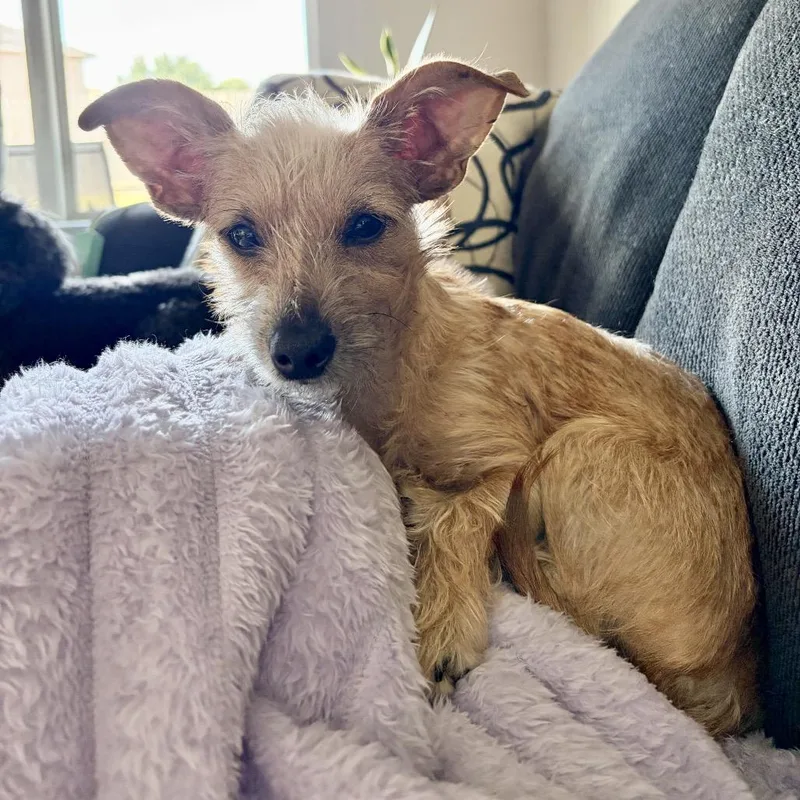 A young small-sized female Yellow / Tan / Blond / Fawn Terrier dog named Janet for adoption in Houston, TX