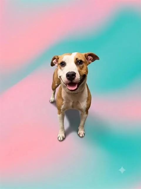 An adult medium-sized female Mixed Breed dog named Saydie for adoption in Jacksonville, FL