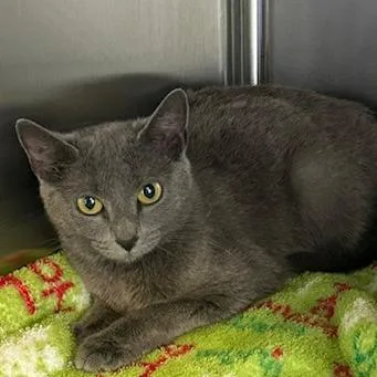 A young medium-sized female Gray / Blue / Silver Domestic Short Hair cat named Egypt for adoption in Knoxville, TN