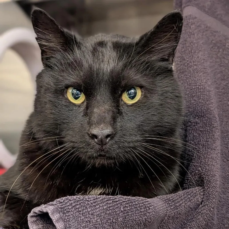 A senior large-sized male Black Domestic Short Hair cat named Salem for adoption in Pittsburgh, PA