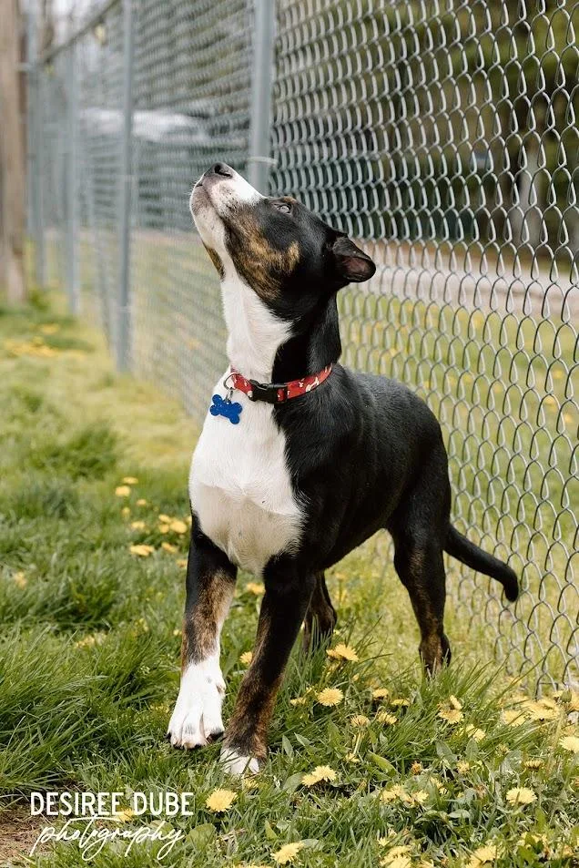 A baby large-sized male Australian Shepherd dog named Joshua Puppy for adoption in Cuyahoga Falls, OH