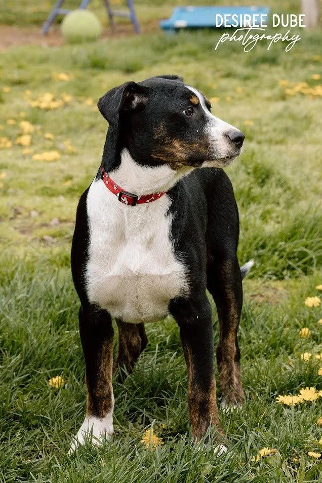 Joshua Puppy thumbnail 2