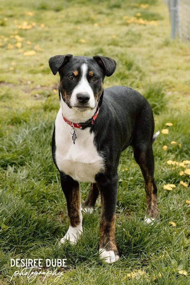 Joshua Puppy thumbnail 3