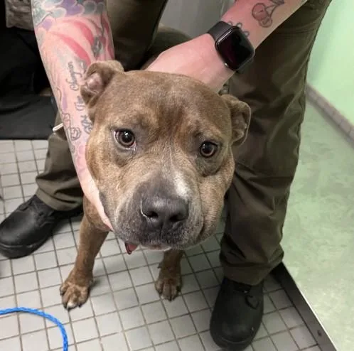 A young large-sized male Pit Bull Terrier dog named Snoop Dawg for adoption in Killeen, TX
