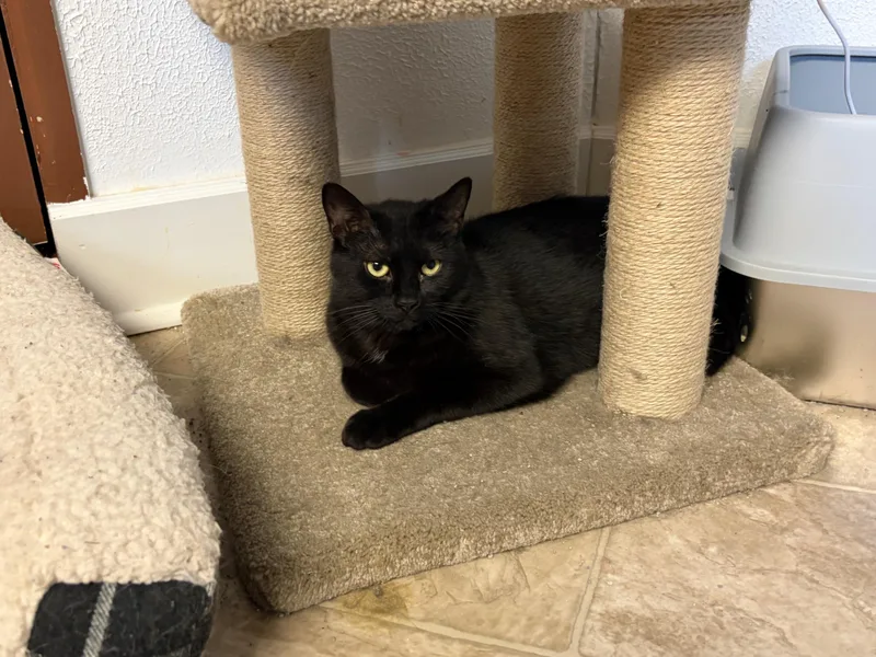 A young medium-sized female Black Domestic Short Hair cat named Ophelia for adoption in Greensburg, PA