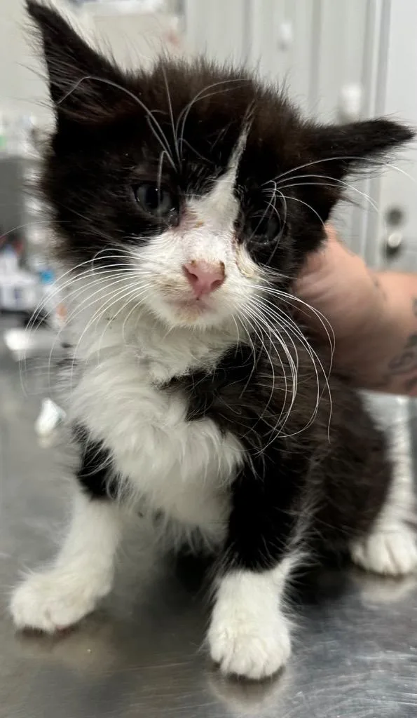 A baby small-sized female Domestic Long Hair cat named Cloud for adoption in Hillsdale, IN