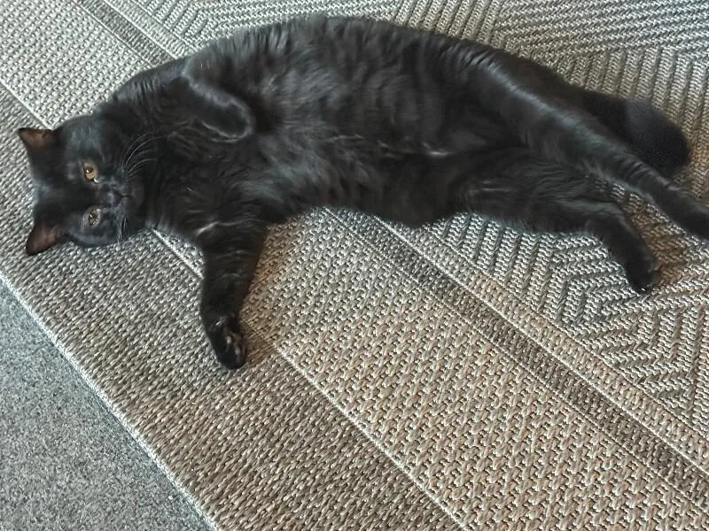 An adult medium-sized female Bombay cat named Ana for adoption in Diamond Springs, CA