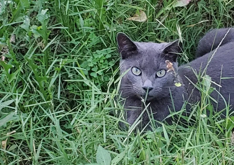 An adult large-sized male Domestic Short Hair cat named Sterling Bonded with for adoption in Camden, TN