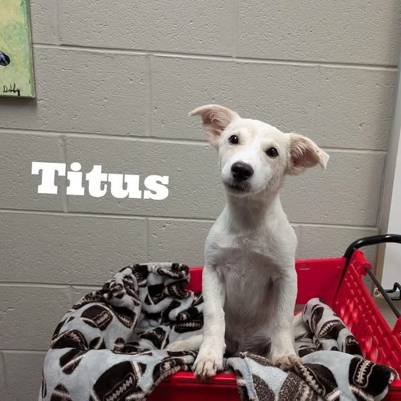 Titus