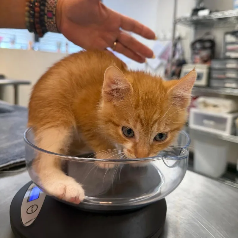 A baby small-sized male Orange / Red Domestic Short Hair cat named Sunflower Yellow for adoption in Austin, TX