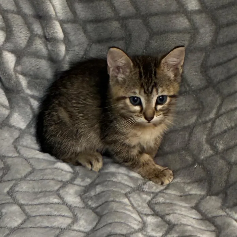A baby small-sized female Torbie Domestic Short Hair cat named Clovis for adoption in Bastrop, TX