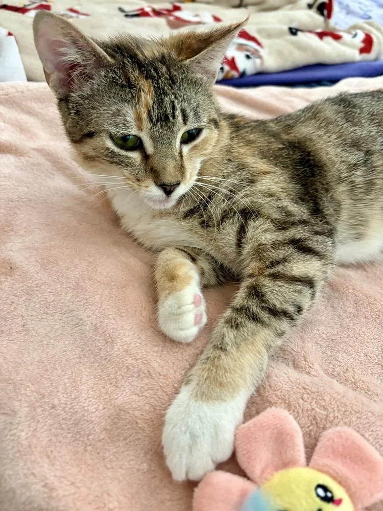 A young medium-sized female Brown / Chocolate Tabby cat named Jazz for adoption in Dallas, TX