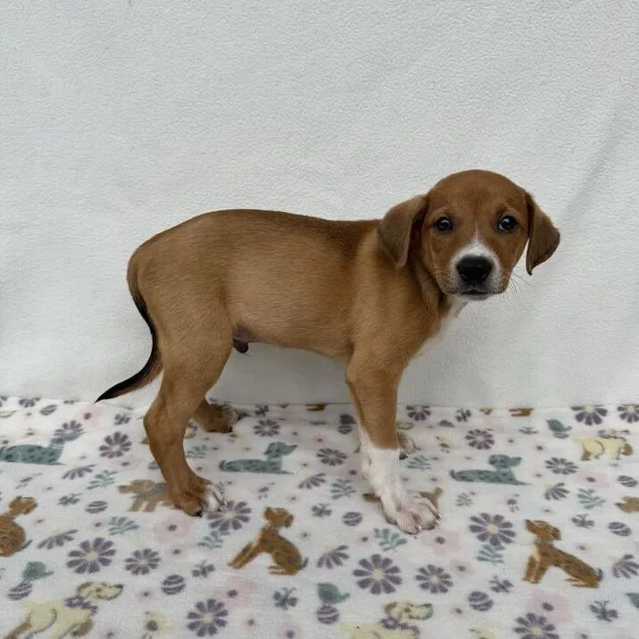 A baby small-sized male Yellow / Tan / Blond / Fawn Terrier dog named Enchilada for adoption in Carencro, LA