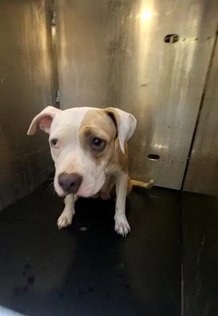 An adult medium-sized female American Staffordshire Terrier dog named Honey for adoption in San Antonio, TX