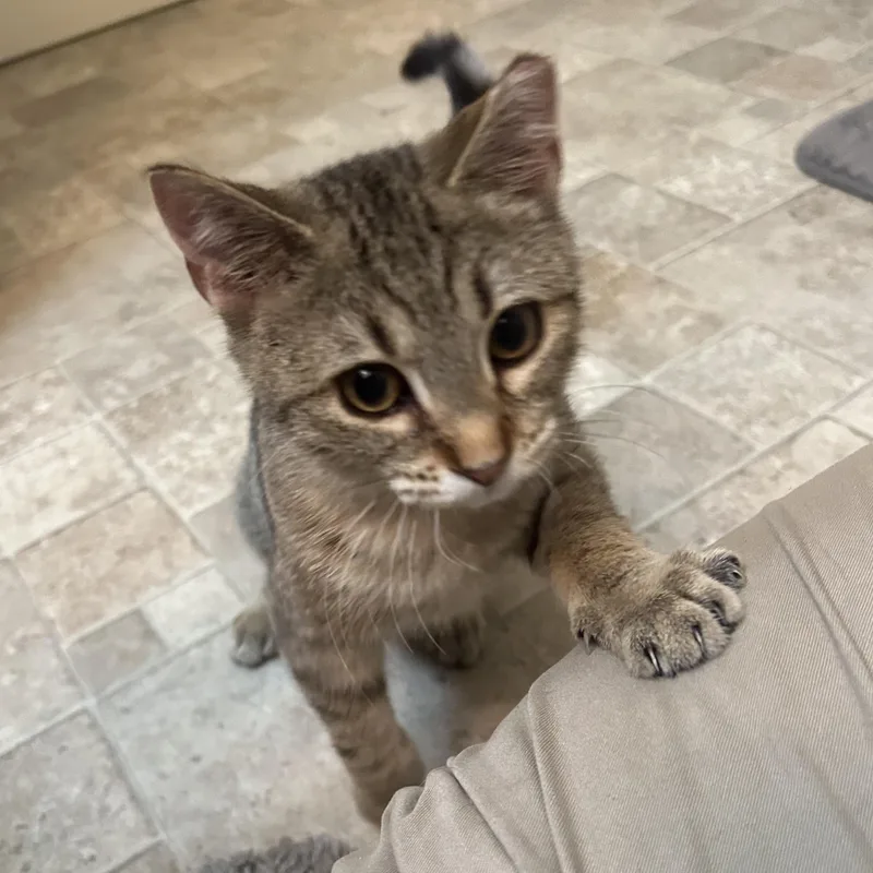 A baby medium-sized female Tabby (Brown / Chocolate) Domestic Short Hair cat named Tallulah for adoption in Roanoke, VA