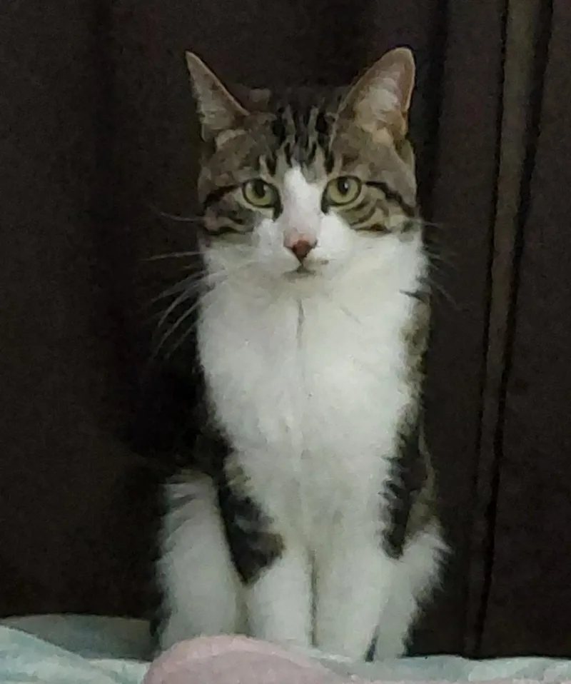 An adult large-sized male Domestic Short Hair cat named Findley Courtesy Listing for adoption in Midland, MI