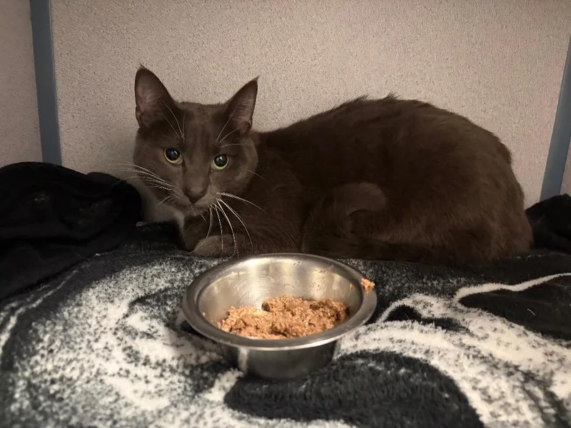 An adult large-sized female Domestic Short Hair cat named Tushkin for adoption in Liverpool, NY