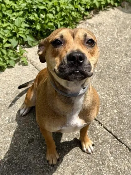An adult medium-sized female Pit Bull Terrier dog named Niccola for adoption in New Orleans, LA