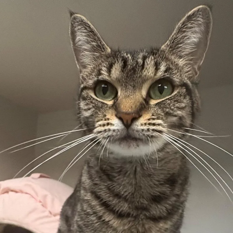 An adult medium-sized female Brown / Chocolate Domestic Short Hair cat named Ivy for adoption in East Hanover, NJ