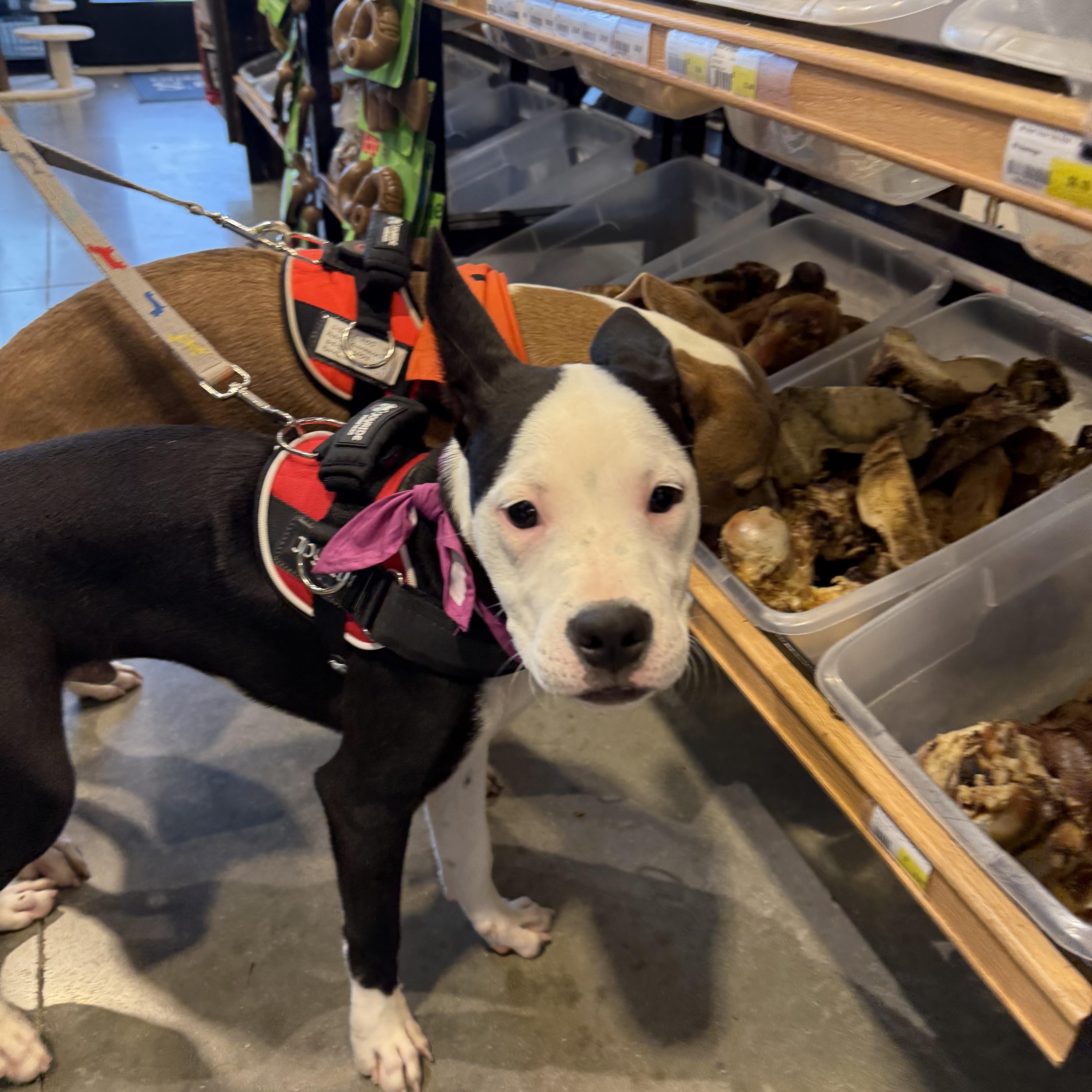 Ling Ling thumbnail 2