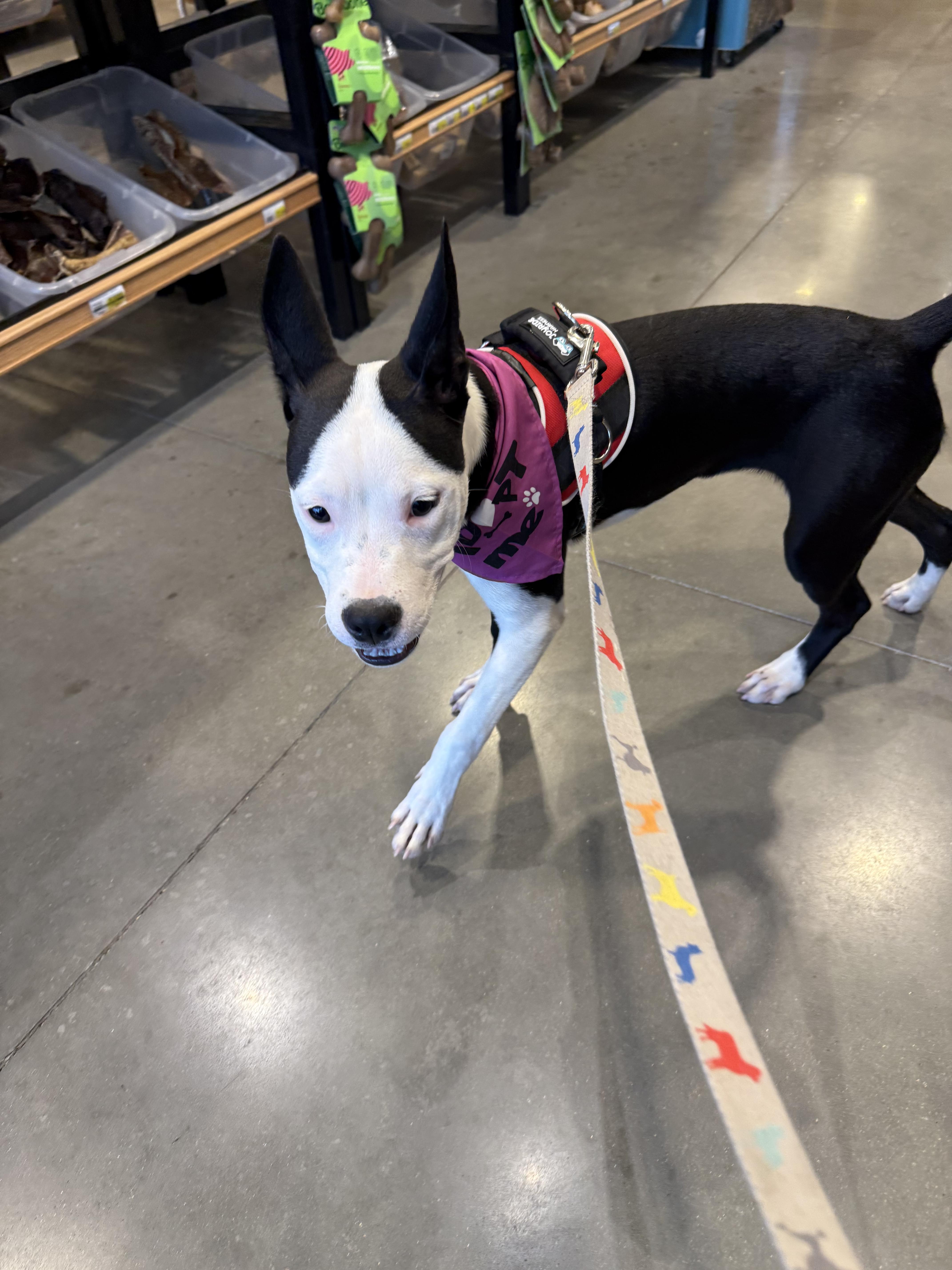 Ling Ling thumbnail 3