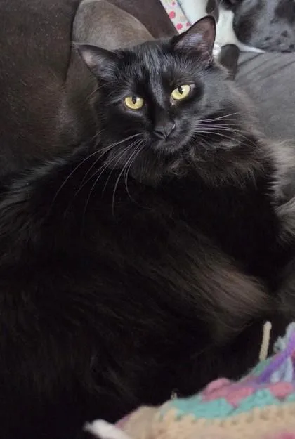 Alice