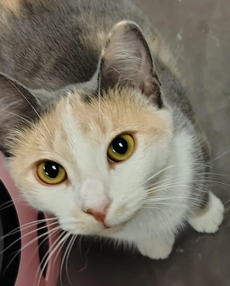 A baby medium-sized female Dilute Calico cat named Madeline for adoption in Montour Falls, NY