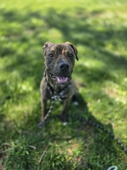 An adult medium-sized female Mixed Breed dog named Meadow for adoption in Independence, MO