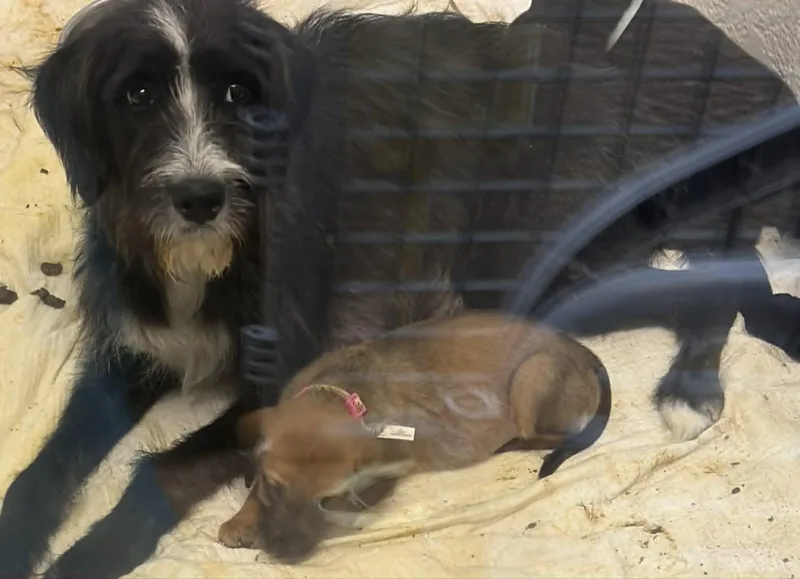 A baby medium-sized female Black Poodle dog named Adelaide for adoption in Richmond, KY