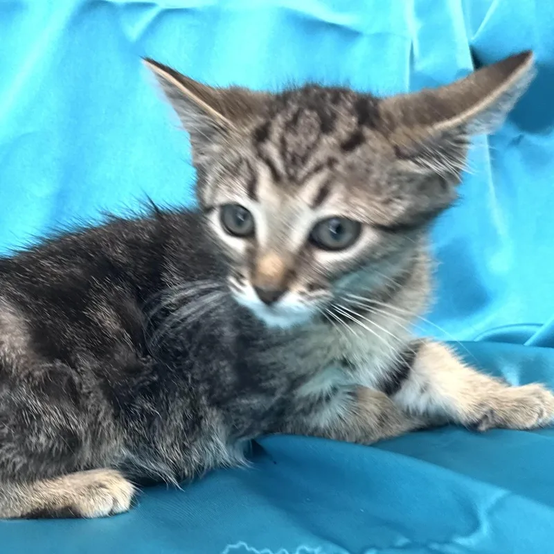 A baby small-sized male Tabby (Gray / Blue / Silver) Domestic Medium Hair cat named Dusty s for adoption in Sequatchie, TN