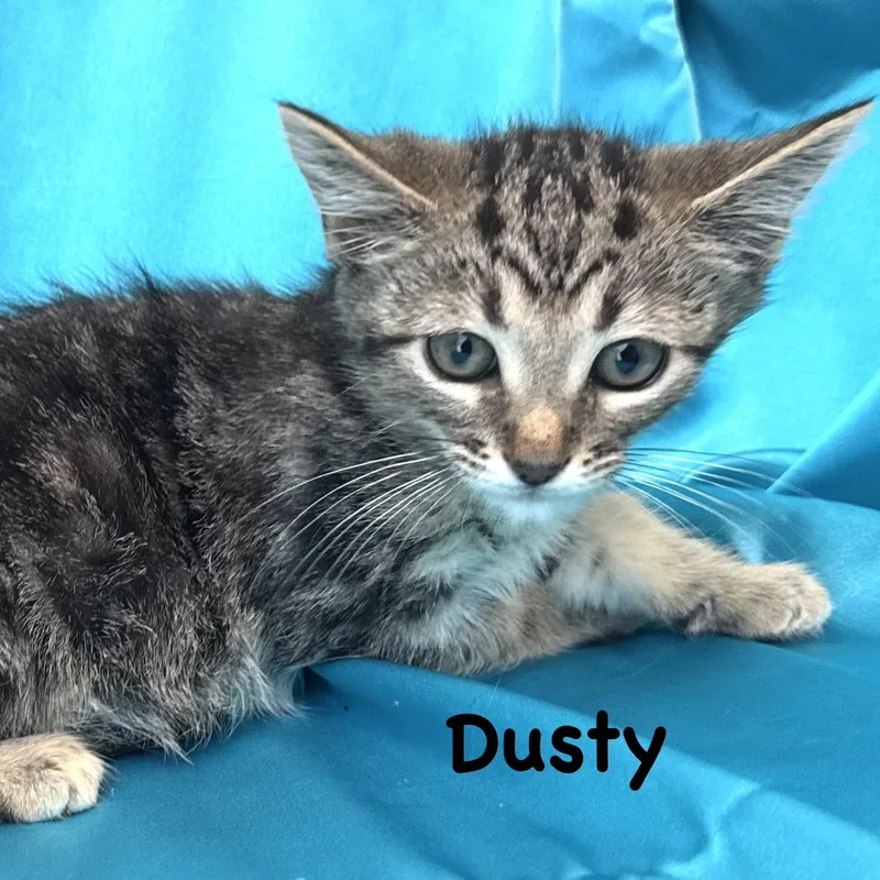 Dusty s thumbnail 3